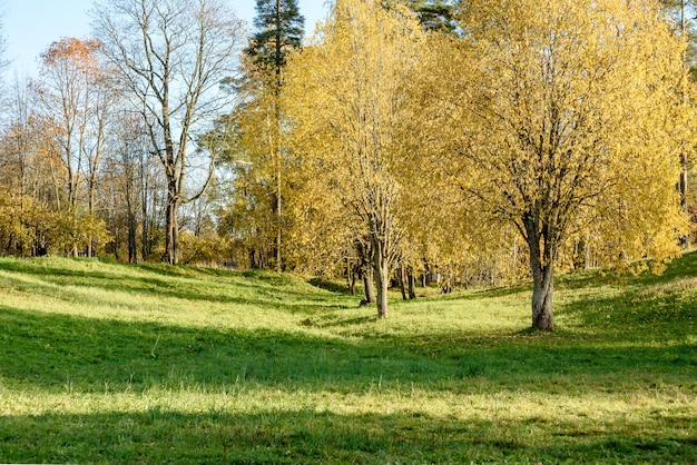 Alberi di autunno con foglie gialle nel parco