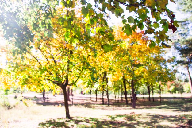 Alberi di autunno con foglie gialle nel parco