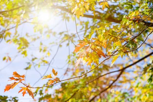 Alberi di autunno in una foresta e chiaro cielo blu con il sole