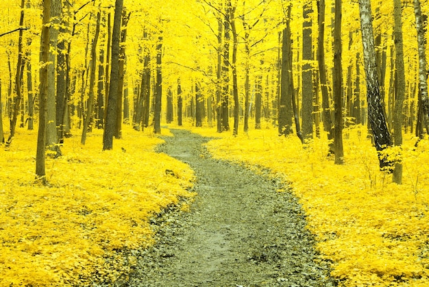 alberi di autunno nella foresta