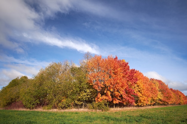 Alberi di autunno rossi e verdi contro il cielo blu