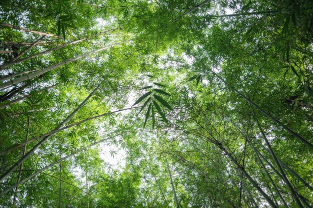 alberi di bambù nel parco naturale