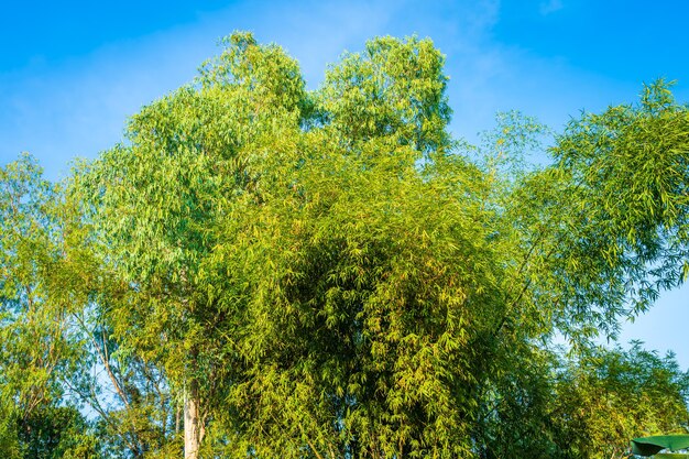 Alberi di bambù verdi in piedi insieme nella boscaglia Sfondo del cielo azzurro naturale con spazio di copia.