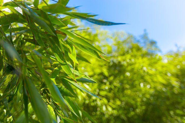 alberi di bambù