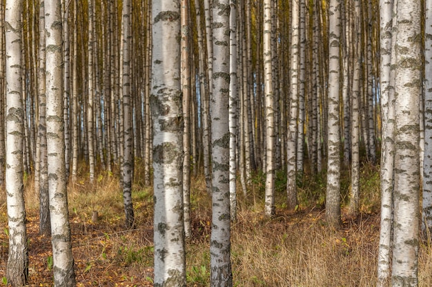 Alberi di betulla con foglie verdi fresche in autunno