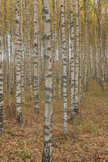 Alberi di betulla con le foglie verdi fresche in autunno. Svezia, attenzione selettiva