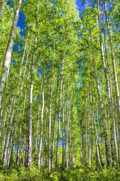 Alberi di betulla con tronchi bianchi in un boschetto su un quadro verticale di giorno chiaro