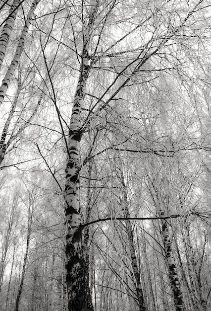Alberi di betulla in bianco e nero nel parco di inverno