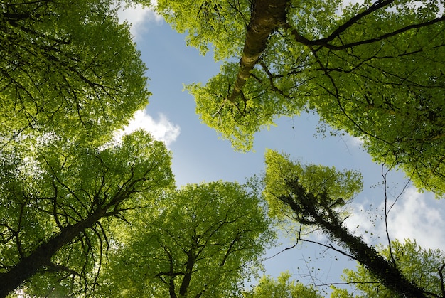 Alberi di bosco di primavera