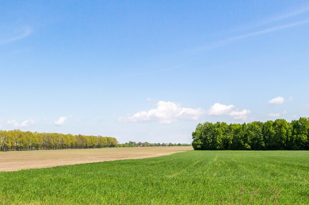 Alberi di campo di grano verde sullo sfondo paesaggio bellissimo cielo agricoltura