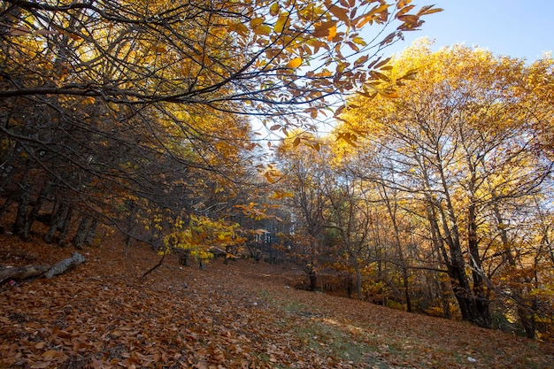 Alberi di castagno a Izmir Bozdag stagione autunnale