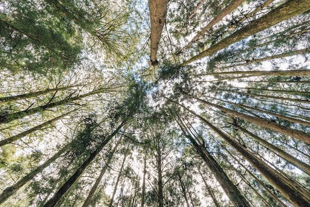 Alberi di cedro giapponesi nella foresta che vedono dal basso in Alishan.