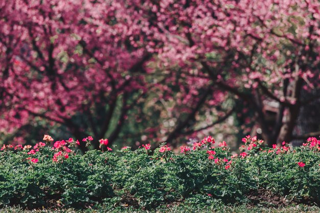 Alberi di Cherry Blossom e cespugli di fiori nel giardino