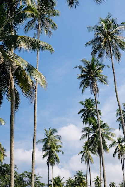 alberi di cocco e cielo sereno in spiaggia