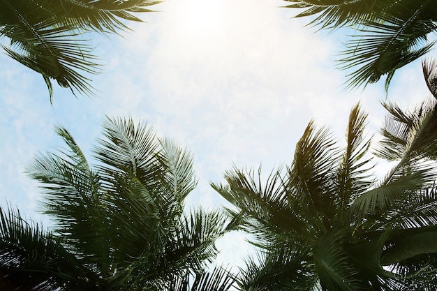 Alberi di cocco e sfondo azzurro del cielo