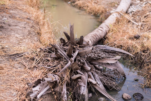 Alberi di cocco morti