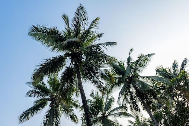 alberi di cocco palme contro il cielo blu dell'India