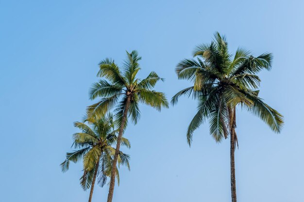 alberi di cocco palme contro il cielo blu dell'India