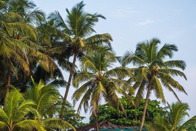 alberi di cocco palme contro il cielo blu dell'India