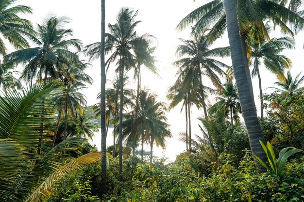 Alberi di cocco sull'isola tropicale in estate