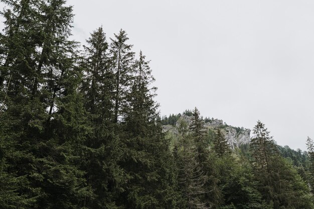 Alberi di conifere e montagne