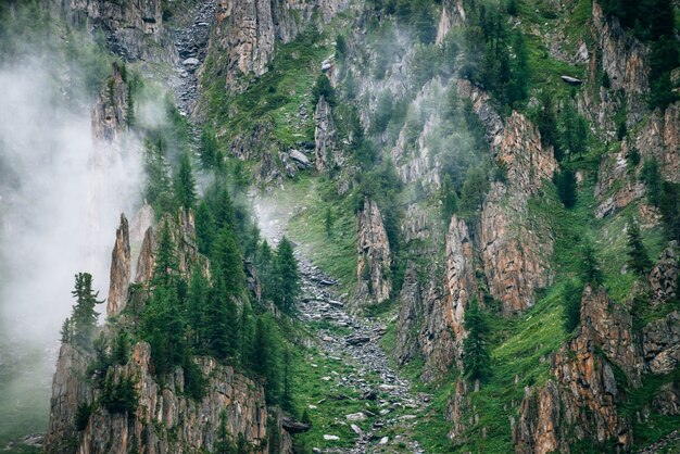Alberi di conifere su pietre taglienti della montagna rocciosa in una fitta nebbia.