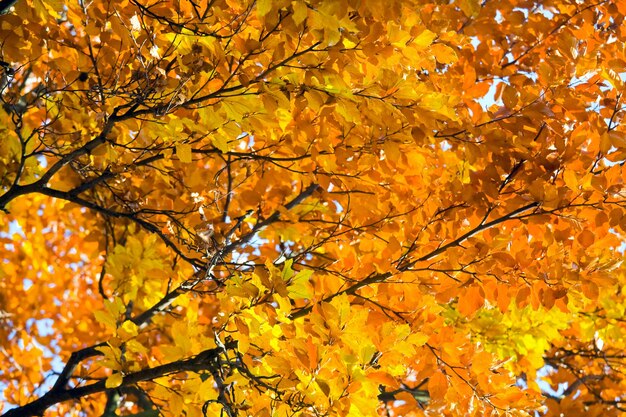 Alberi di faggio di autunno, primo piano nel parco della città di autunno