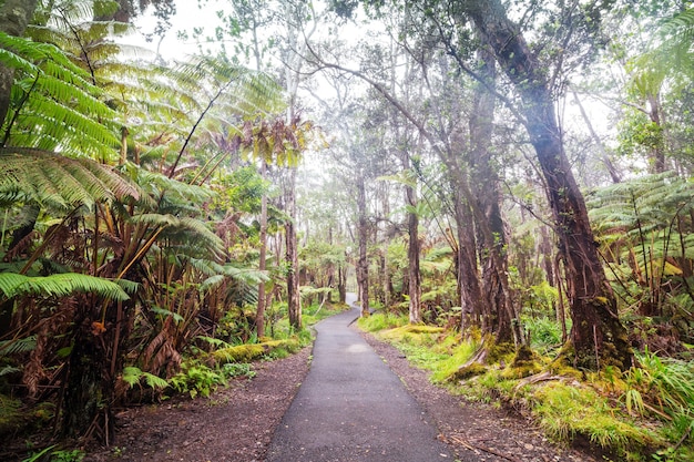 Alberi di felce giganti nella foresta pluviale, isola di Hawaii