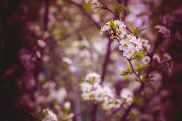 Alberi di fioritura della ciliegia bianca retro