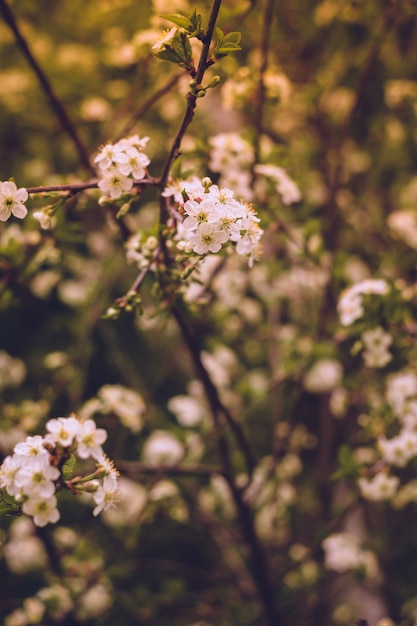 Alberi di fioritura della ciliegia bianca retro