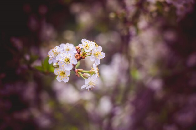 Alberi di fioritura della ciliegia bianca retro