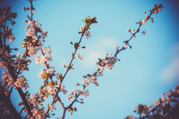 Alberi di fioritura della primavera bianca retro