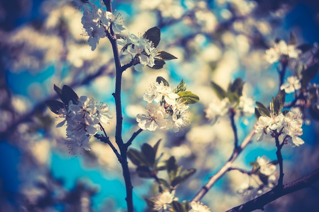 Alberi di fioritura della primavera bianca retro