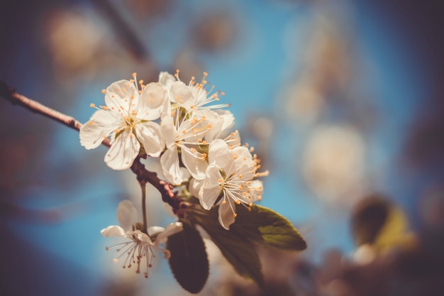 Alberi di fioritura della primavera bianca retro