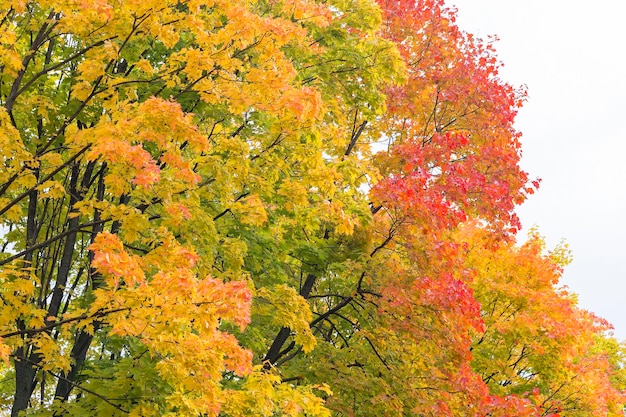 Alberi di foglie d'autunno