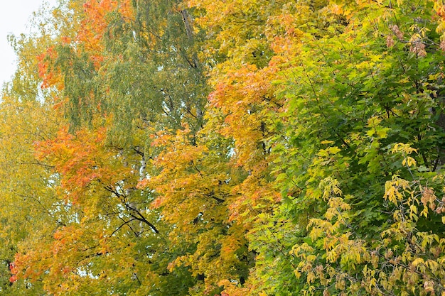 Alberi di foglie d'autunno