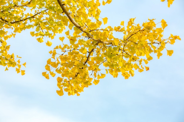 Alberi di ginkgo in autunno