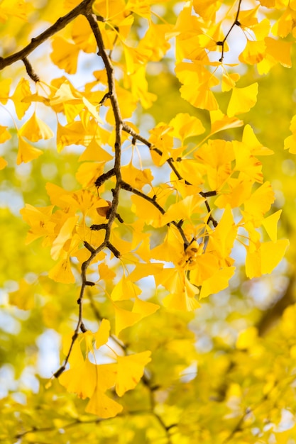 Alberi di ginkgo in autunno