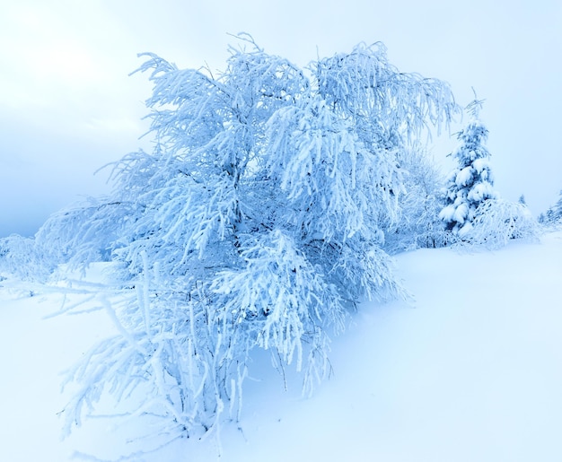 Alberi di inverno in montagne coperte di neve fresca