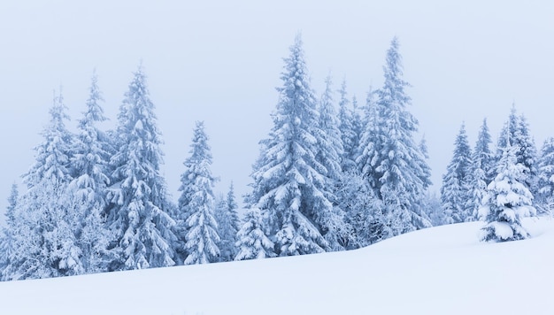 Alberi di inverno in montagne coperte di neve fresca