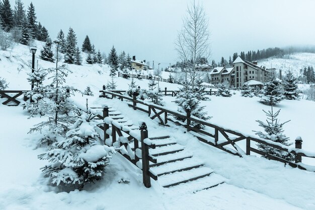 Alberi di inverno in montagne coperte di neve fresca