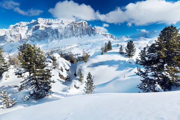 Alberi di inverno nelle montagne dell'alpe