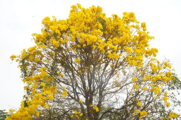 alberi di ipe gialli nella fattoria TROMBA D'ORO