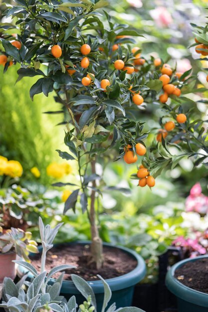 Alberi di kumquat di agrumi con frutti in vaso e fiori in vendita nel negozio di fiori all'aperto del negozio di giardino