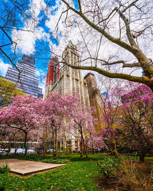 Alberi di magnolia in fiore al City Hall Park di Lower Manhattan, New York, Stati Uniti. Vista con l'architettura Skyline of Skyscrapers a New York. Sfondo della natura. Paesaggio urbano urbano. New York, Stati Uniti