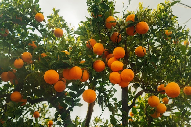 Alberi di mandarino in giardino Piccolo paese di montagna nel sud Italia Agricoltura di sussistenza Frutteto