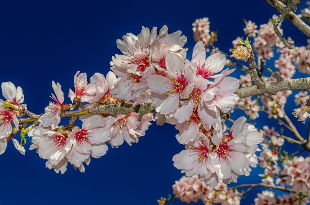 Alberi di mandorle in fiore in primavera
