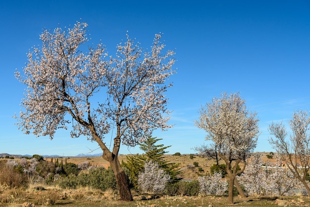 Alberi di mandorle in piena fioritura contro un cielo azzurro limpido