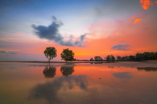 Alberi di mangrovie al tramonto sull'isola di Batam di Melayu Beach