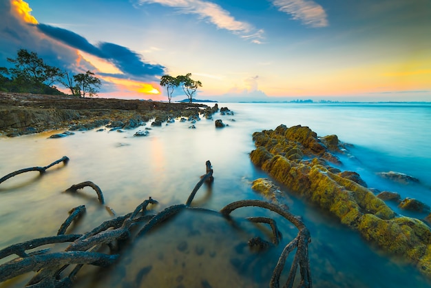 Alberi di mangrovie e coralli a Tanjung Pinggir Beach sull'isola di Batam al tramonto